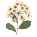 cluster
