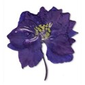 Larkspur-1