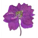 Larkspur-2