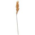 Wheat-1