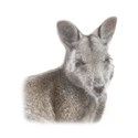 Wallaby