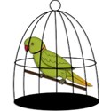 BirdinCage 