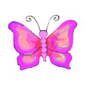 bright pink butterfly