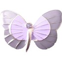 pink and lilac butterfly