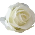 white cream rose