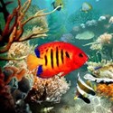 fish background