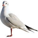 ss_justbeachy_gull