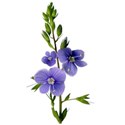 bellflowercu84_11.2