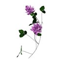 clover 1