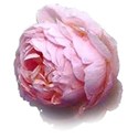 rose cabbage