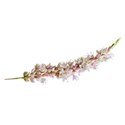 pink stem