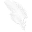 feather white