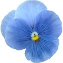 bluepansy