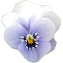 whitepansy