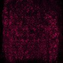 deep red background paper