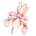 fls1