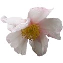camellia3