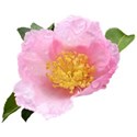 camellia4