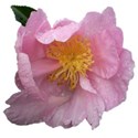 camellia2