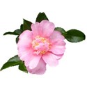 camellia6
