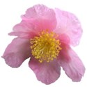 camellia9