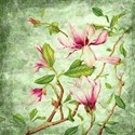magnolia emb