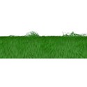 grass