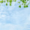 blue branch 