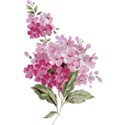 Lilacs 02