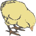 chick1