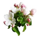 apple blossoms