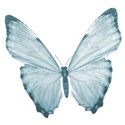butterfly_aiscu blue