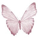 butterfly_aiscu pink
