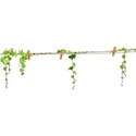 clothesline pin ivy