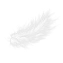feather 01 DS