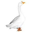 goose 1