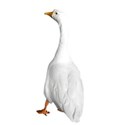 goose 2