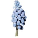 grape hyacinth 01