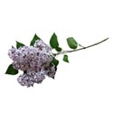 grandmas lilac