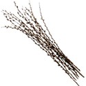 pussywillow bunch