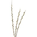 pussywillow twigs