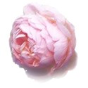 rose cabbage