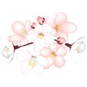 cherry-blossoms