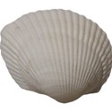 cwong_cu_seashells_shell3