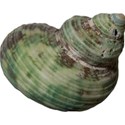 cwong_cu_seashells_shell12