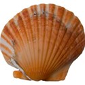cwong_cu_seashells_shell15
