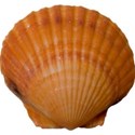 cwong_cu_seashells_shell19