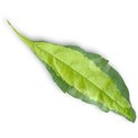 leaf2_tropical_mikkilivanos