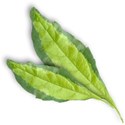 leaf1_tropical_mikkilivanos