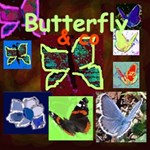 Butterfly & co Butterfly & co